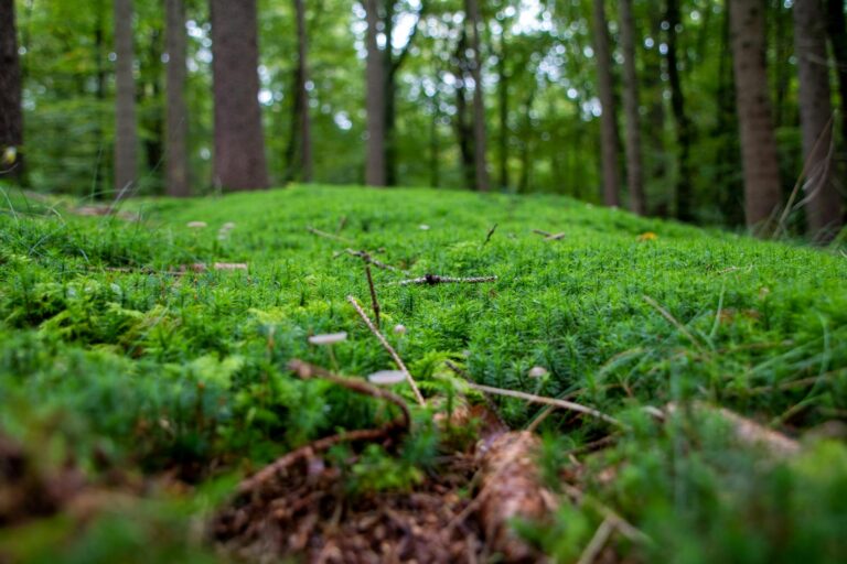 Mossa i skog