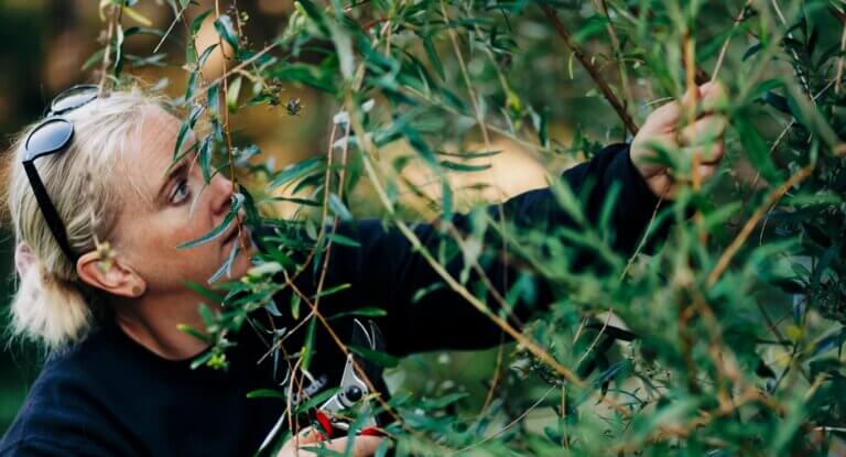 Verdis dotterbolag Crafttech tar hand om din trädgård Verdis dotterbolag Crafttech tar hand om din trädgård