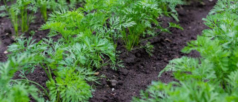 Återvinning av matavfall Återvinning av matavfall